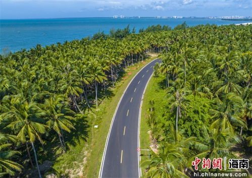 航拍海南环岛旅游公路项目文昌东郊椰林段